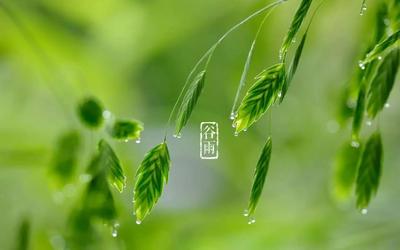 谷雨.jpeg