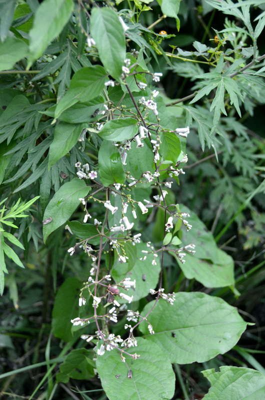 鸡矢藤.jpg