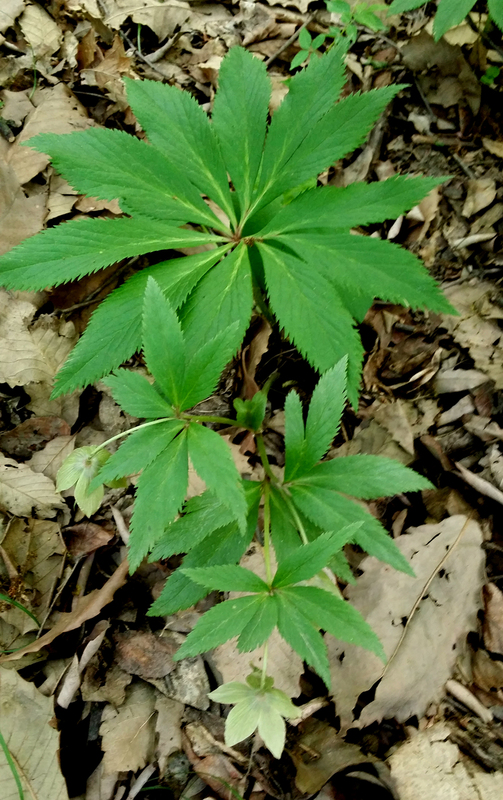 牛角七草药图片大全图片