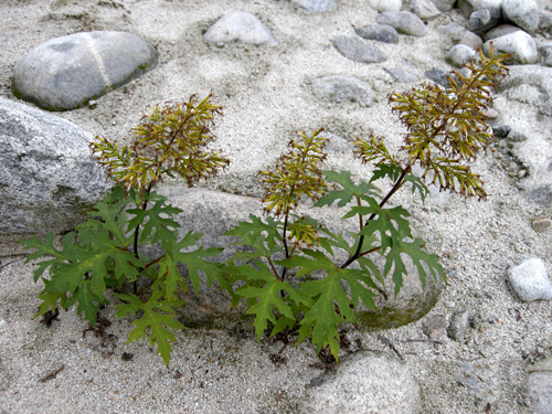 水葫芦七 - 杨陵仁和中医医院