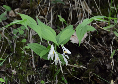 图99 万寿竹植物图.jpg